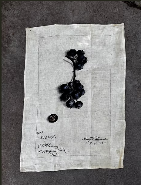 Barbara O'Donovan Tea Towels