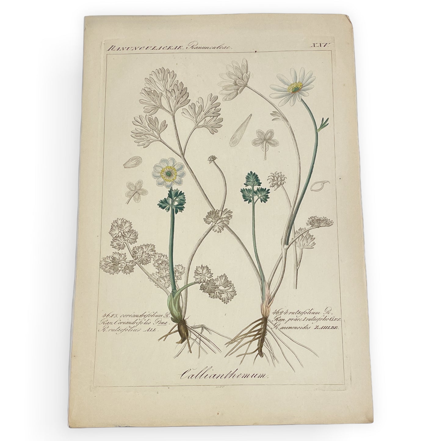 Antique Botanical Prints - Framed