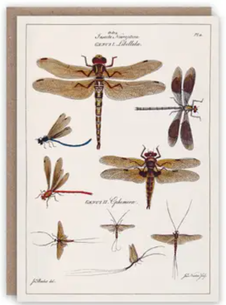 Pattern Book Greeting Cards