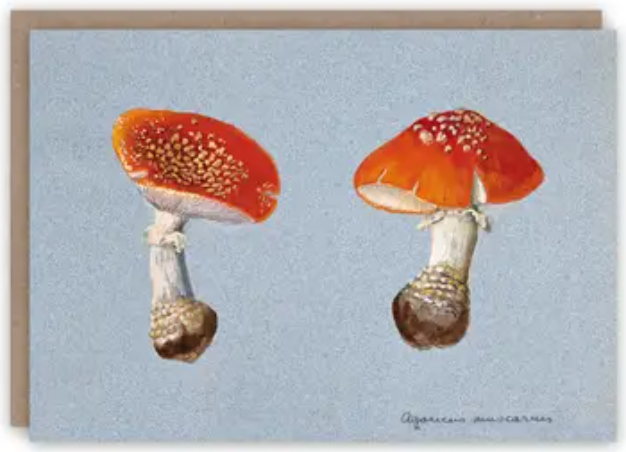 Pattern Book Greeting Cards