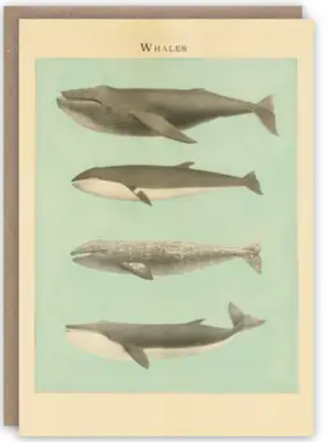 Pattern Book Greeting Cards