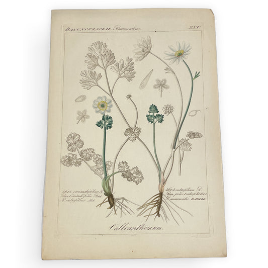 Antique Botanical Prints - Framed